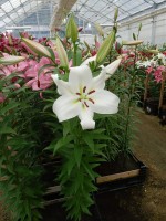 [4165 Zambesi Mak No01.JPG]